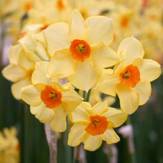 Martinette Daffodil Flower Bulbs - 5 Bulbs per Pack - Pleasantly Scented - Deer Resistant - Good as Cut Flowers - Grows Well in Containers - Perennializing
