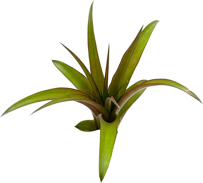 ragnaroc Air Plants - Tillandsia Red Capitata, Large 5-7” - 5 ct - Live Arrival Guaranteed - House Plants for Home Decor & Gift