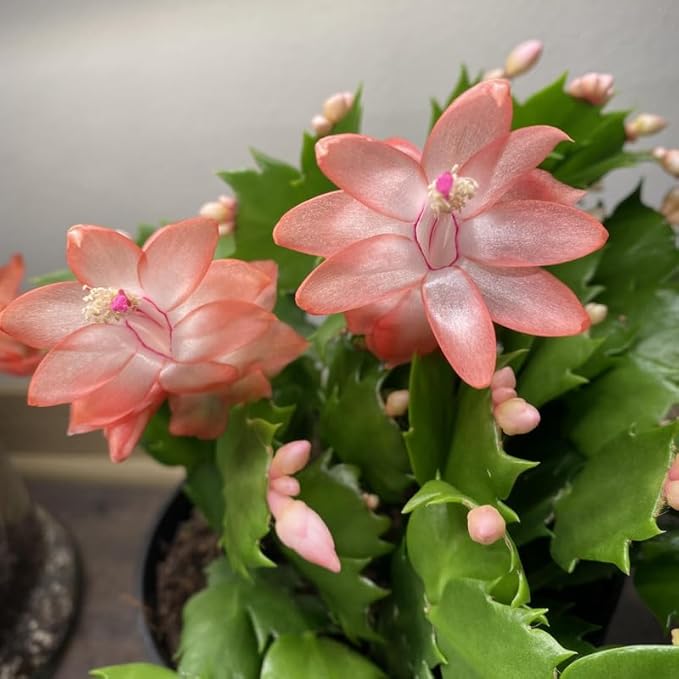 2 Salmon Christmas Cactus Plants Live, 4 to 7 Inch Tall Colorful Christmas Cactus, Holiday Flower Houseplant, Indoor Outdoors Easy Care Plants for Home Garden