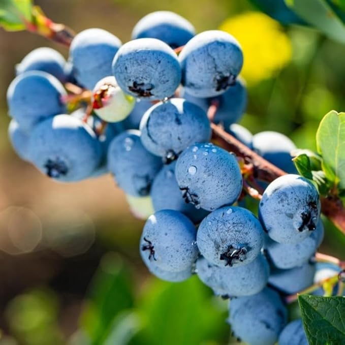 Legacy Blueberry Plant Live for Planting, 4-8 Inch Tall Starter Plant, Hardy Blueberry Bush for Garden or Patio