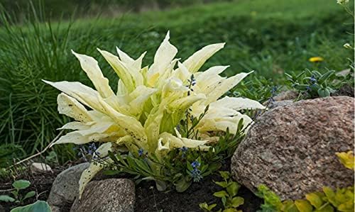2pk White Feather Hosta Bare Roots - Perennial Cream & Green Foliage, Low-Maintenance Plant