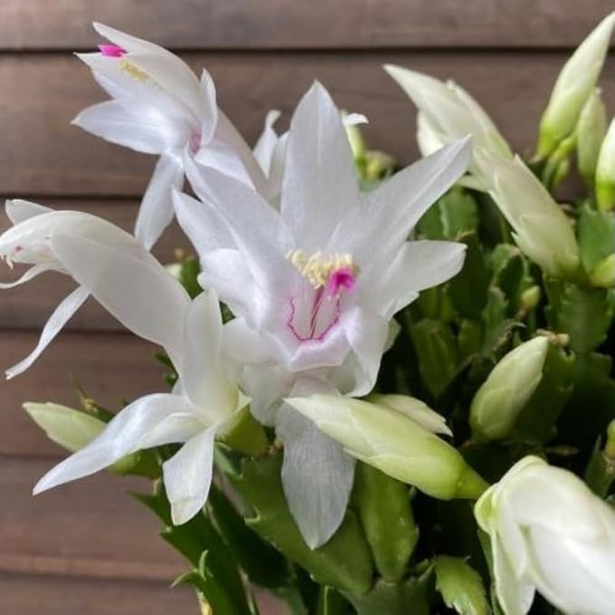 Christmas Cactus Plants Live, Thanksgiving Cactus Easter Cactus Like, 4-8 Inc Tall, Cold Hardy, Holiday Cactus for Indoor Outdoor Planting, Starter Size (White)