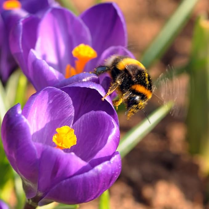 Ruby Giant Species Crocus Flower Bulbs - 25 Bulbs per Pack - Attracts Butterflies and Hummingbirds - Deer Resistant - Naturalizing - Perennializing