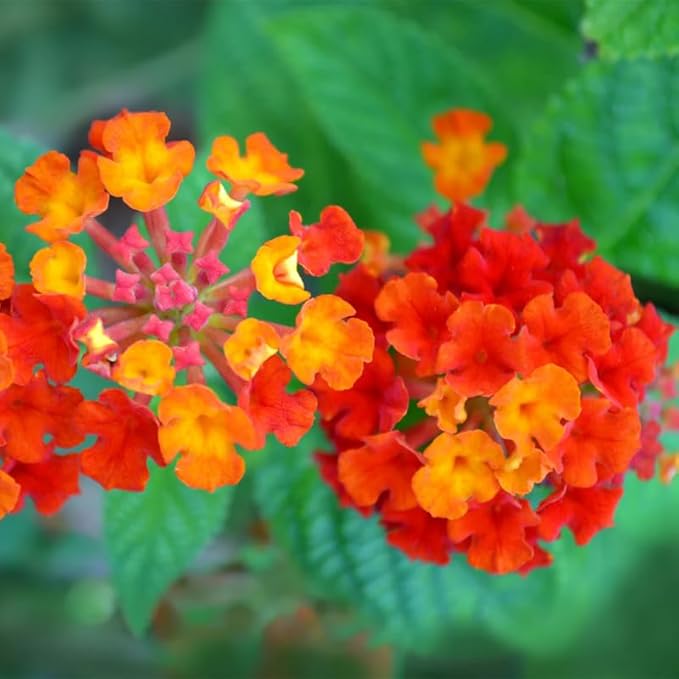 Pack 2 Red Lantana Plants Live for Planting Outdoors, 2 to 5 Inch Tall, Well Rooted, Fragrant Flowers