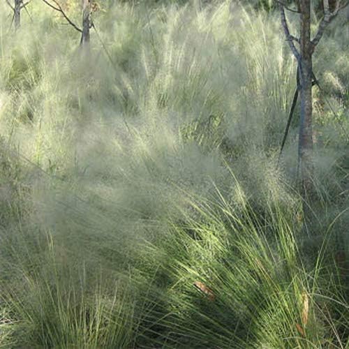 Outsidepride Agrostis Nebulosus Cloud Grass Seeds - 5000 Pcs Annual Versatile & Adaptable Ornamental Grass with Airy White Seed-Heads for Low Maintenance Xeriscaping & Borders