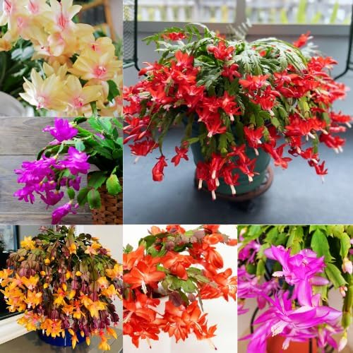 2 Live Mix Christmas Cactus Plants, Mix Christmas Cactus Plants Live, 4 to 6 Inch, Bare Root, Perennial Flower Holiday Succulent Plant, No Pot