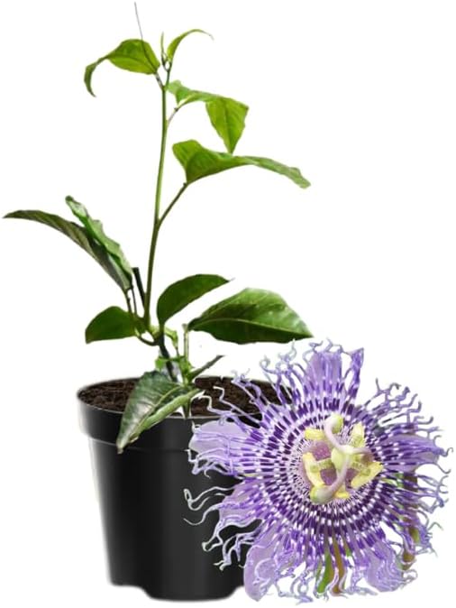 Passion Flower Plant Live, 5 to 8 Inch Tall Passiflora Vine, Fragrant Climbing Plant for Garden or Trellis, No Pot, Well-Rooted (Light Purple Passion Flower)