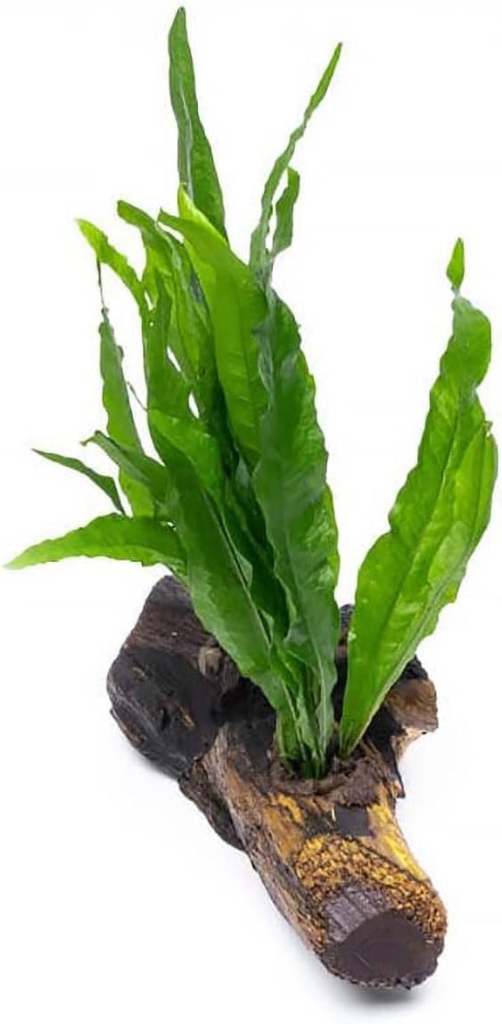 SubstrateSource Live Aquarium Plants on Driftwood, Lava Rock, Moss Mat - Freshwater Fish Tank Plants (Java Fern, Driftwood (Medium))