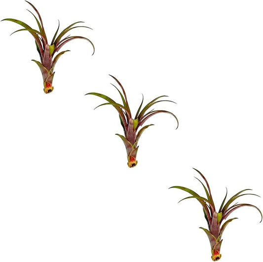 ragnaroc Air Plants - Tillandsia Red Capitata, Large 5-7” - 3 ct - Live Arrival Guaranteed - House Plants for Home Decor & Gift