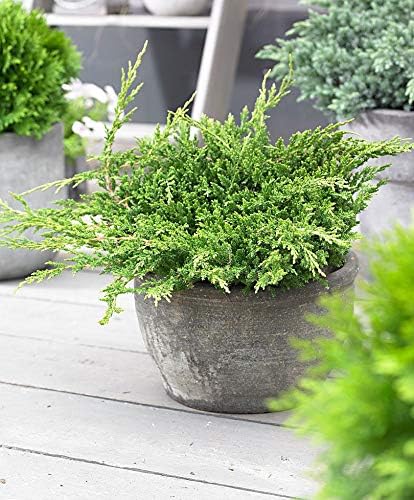 Prince of Wales Juniper - 30 Live Plants - Drought Tolerant Cold Hardy Evergreen Ground Cover
