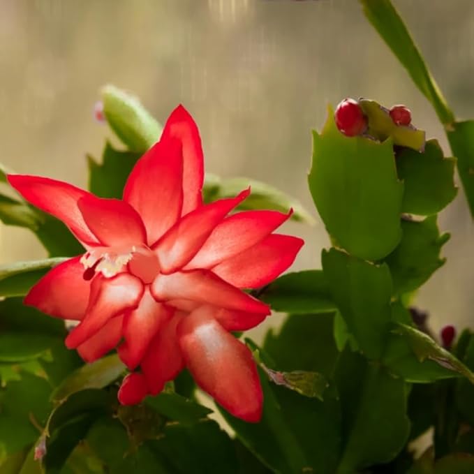 2 Red Christmas Cactus Plants, Thanksgiving Cactus 3-6 Inch Tall, Winter Succulents Flowers Container Hanging Basket Indoor Outdoor Planting