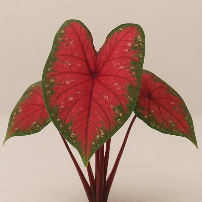 Rumbling Red Caladium Bulbs, Fancy Color, Spring Planting, Perennial Hosta (10 Bulbs)