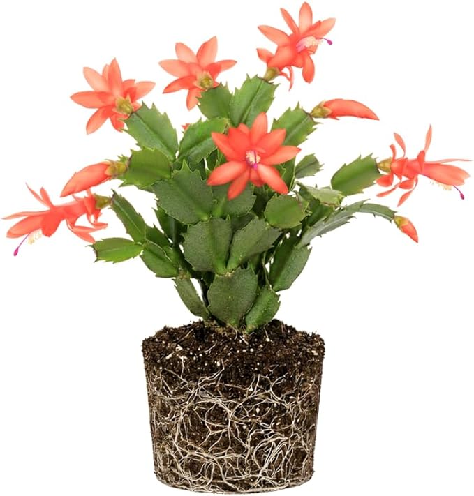 Salmon Christmas Cactus Plants Live, Size 3-6" Christmas Cactus Plant, Colorful Holiday Houseplant Flowering Succulent Live Plants for Planting, Well Rooted, No Pot