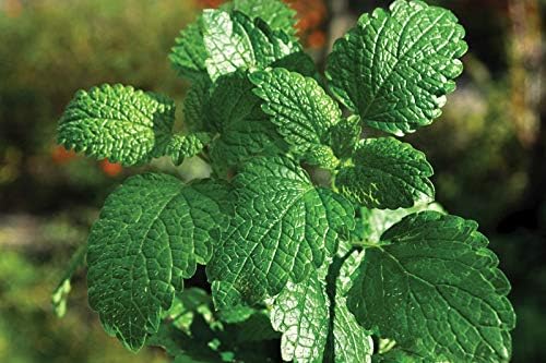 Peppermint Seeds 100 Seeds, COOL BEANS N SPROUTS Brand. Herb Seeds. Home Gardening.
