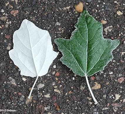 White Poplar Seeds for Planting - 30 Seeds - Stunning White Leaf Tree - Fast Growing Tree