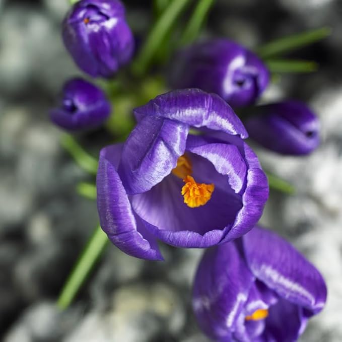 Remembrance Crocus Flower Bulbs - 10 Bulbs per Pack - Naturalizing - Perennializing