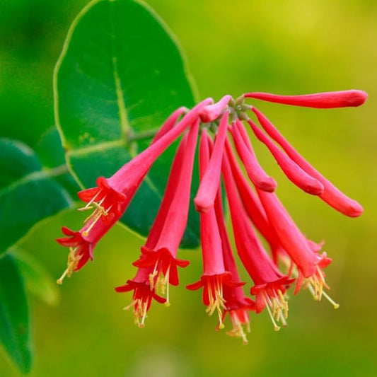 Red Coral Honeysuckle Live Plant Well-Rooted, 5-9" Red Honeysuckle Plant Live, Honeysuckle Vine Bush for Planting, Bush Honeysuckle