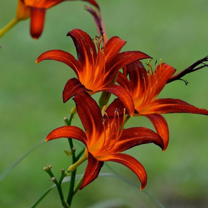 3 Red Orange Daylily Bulbs for Planting, Reblooming Daylilies Roots, Hardy Perennial Flowers Bulbs, Gardens and Borders Planting