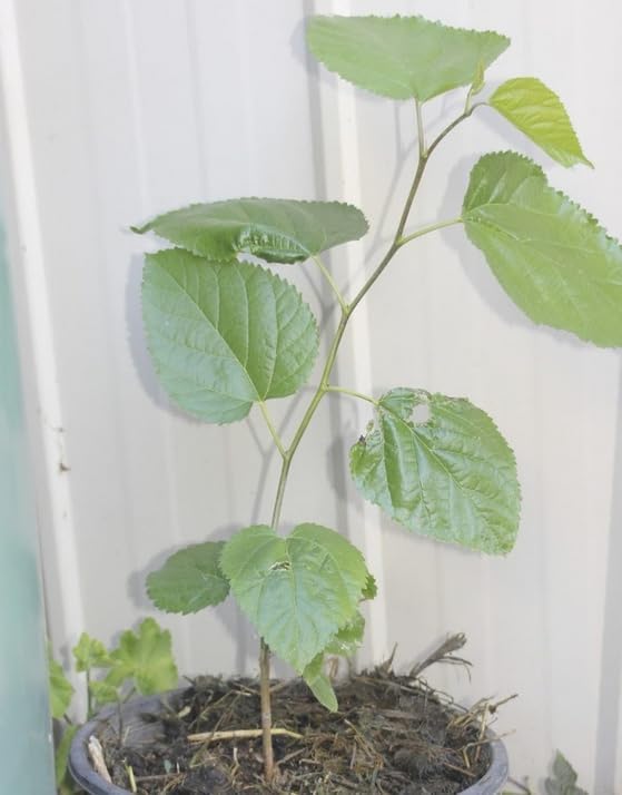 2 White Mulberry Plants - 12-18" Tall Live Plants - Sweet Mulberry Fruit Trees for Planting - Edible Berries Seedlings - Murus Alba - (2 Pack)