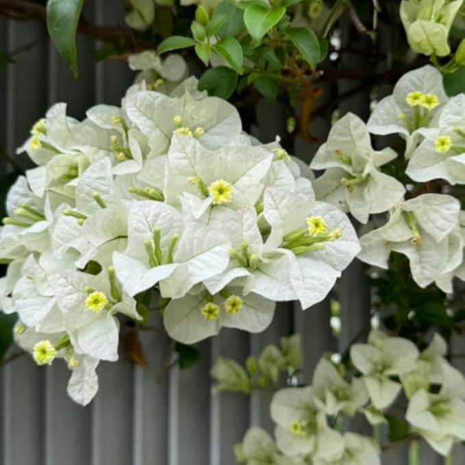 2 Bougainvillea Plants Live, Trailing Flowering Vines, 5-9” Tall, Well-Rooted Bougainvillea Trees for Outdoor Garden or Patio (White Bougainvillea)