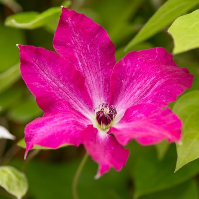 Pink Clematis Vine Plants Live in Pot, 8 Months Old Seedlings Climbing Flowering, Outdoor Trellis Fences, Cold Hardy