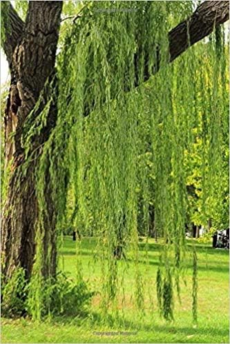 2 Bright Green Weeping Willow Cuttings, Grow 2 Trees - Wisconsin Weeping Willow Root Stock -
