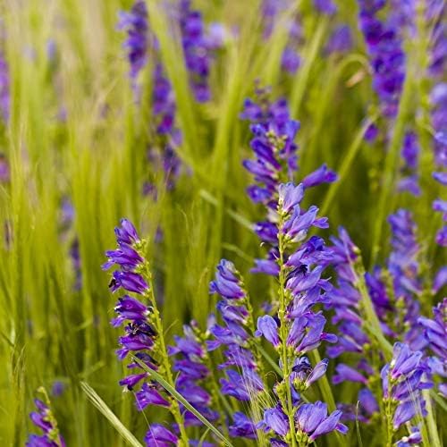 Outsidepride Penstemon Seeds - 1/4 Lb. Perennial, Drought-Tolerant & Pollinator Friendly, Strictus Rocky Mountain Wildflower Seeds for Planting with Vibrant Blue-Violet Blooms, Ideal for Xeriscaping