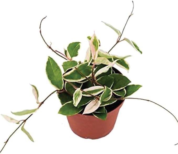 American Plant Exchange 'Krimson Queen' Hoya Carnosa Plant, Tricolor Wax Vine Succulent, Live Potted Houseplant for Home, Garden, Office, Patio Decor, 4-Inch Pot