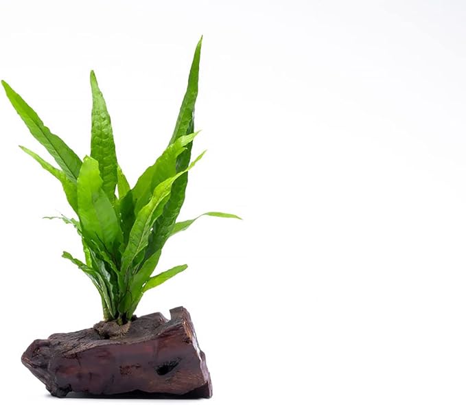 SubstrateSource Live Aquarium Plants on Driftwood, Lava Rock, Moss Mat - Freshwater Fish Tank Plants (Java Fern, Driftwood (Small))