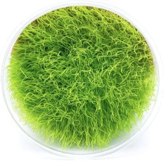 Ultum Nature Systems Utricularia Graminifolia Tissue Culture Live Plant for Aquarium, Freshwater Fish Tank Grass Carpet, Aquascaping - 100% Snail Free in Vitro