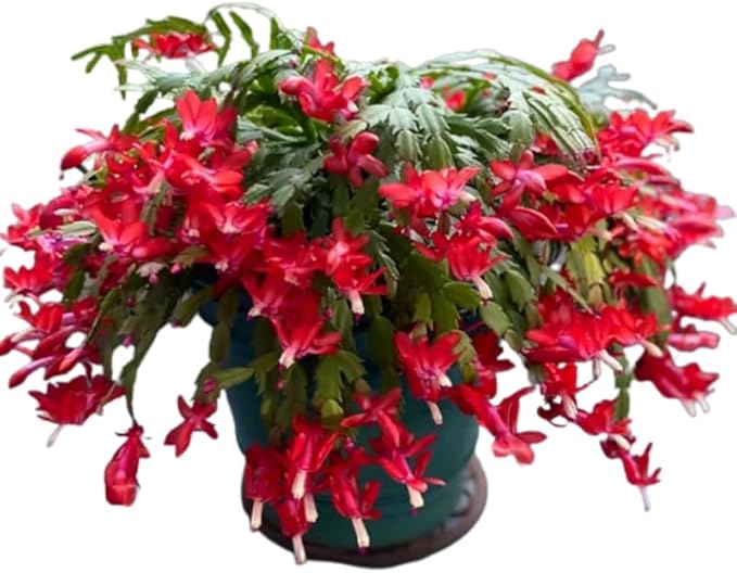 Christmas Cactus Plants Live, Thanksgiving Cactus Easter Cactus Like, 4-8 Inc Tall, Cold Hardy, Holiday Cactus for Indoor Outdoor Planting, Starter Size (Red)