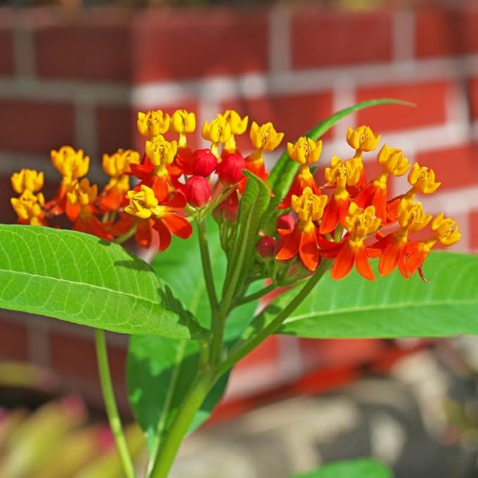 2 Red Butterfly Milkweed Plants Live, Live Milkweed Plants, Asclepias Tuberosa Plant for Gardening, 5 to 7 Inc Tall