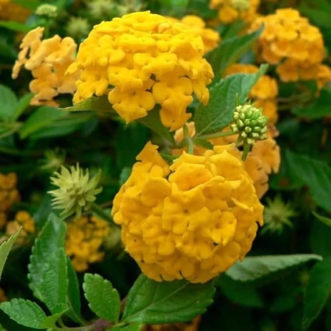 Pack 2 Yellow Lantana Plants Live for Planting Outdoors, 2 to 5 Inch Tall, Live Lantana Plants Well Rooted, Fragrant Flowers