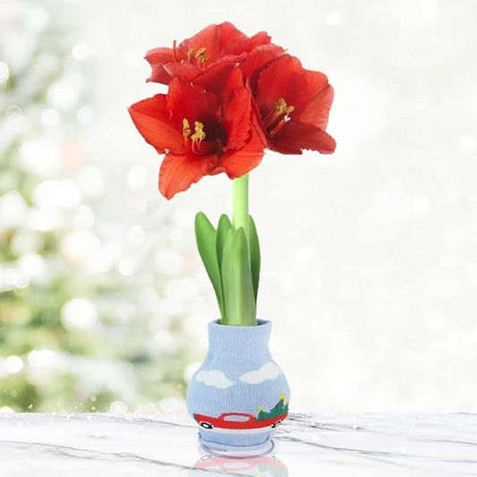Holiday Road Sweater Amaryllis Flower Bulb with Stand, No Water Needed, Gift Ready