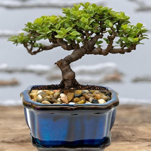 Bonsai Tree Live Plant - Jade Bonsai Succulent Tree - Easy to Grow Air Purifying Indoor House Plants Flowers for Home Office Wedding Decor & Giftable (Heat Pack Included)