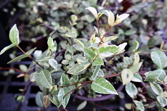 Variegated Asiatic Jasmine | 10 Live 4 Inch Plants | Trachelospermum Asiaticum | Fast Growing Ground Cover, Evergreen Foliage, Low Maintenance Vine, Landscaping Shrub, Drought Tolerant Plant