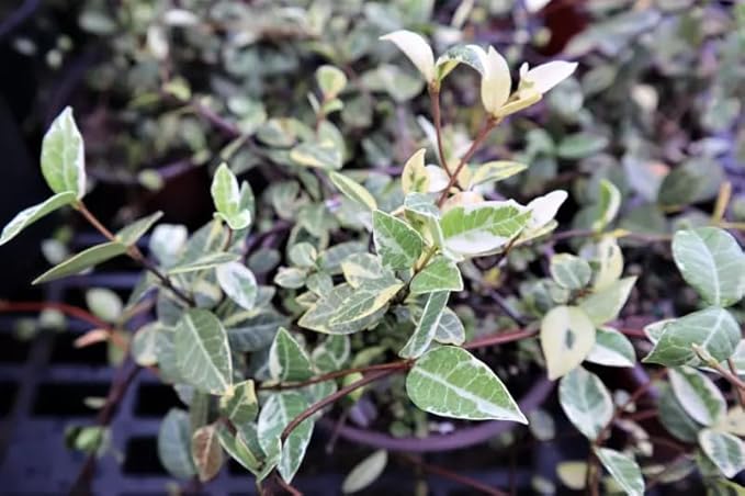 Variegated Asiatic Jasmine | 5 Live 4 Inch Plants | Trachelospermum Asiaticum | Fast Growing Ground Cover, Evergreen Foliage, Low Maintenance Vine, Landscaping Shrub, Drought Tolerant Plant