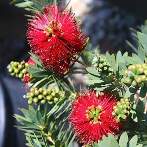 Little John Dwarf Bottlebrush | 3 Large Gallon Size Plants | Callistemon Compact Heavy Blooming Shrub