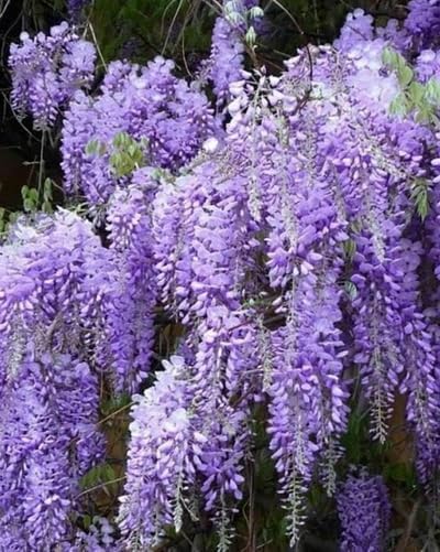 2 Blue Flowering Chinese Wisteria Vines - 6-12" Tall Live Plants - Wisteria Seedlings - Wisteria sinensis - (2 Pack)