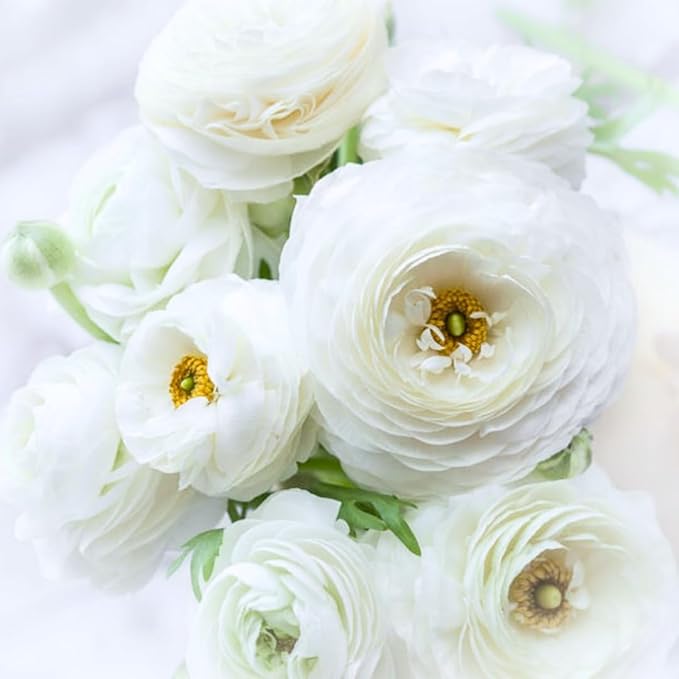 25 Ranunculus Bulbs for Fall Planting, Perennial Flowers Bulbs for Gardens, Vibrant Peony Buttercup Corms for Outdoor Borders (White Ranunculus)