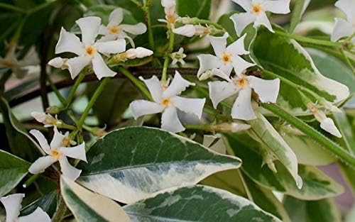 Confederate Jasmine Variegated - 10 Live Plants - Trachelospermum Jasminoides Variegatum - Fragrant Blooming Evergreen Vine