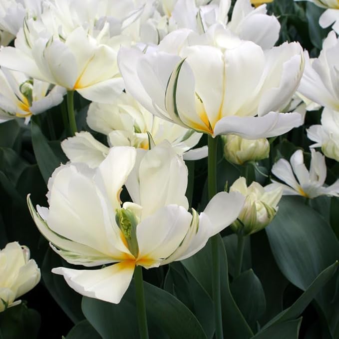 Exotic Emperor Tulip Flower Bulbs - 10 Bulbs per Pack - Deer Resistant - Good as Cut Flowers - Grows Well in Containers - Perennializing