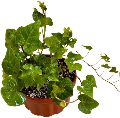 English Ivy Live Plants in 4'' Pot, Hardy Ivy Vine Plant for Trellis, Ground Cover, Live Indoor Houseplants