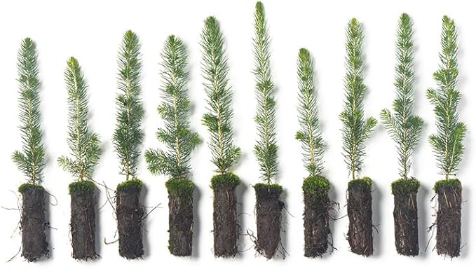 White Spruce Live Tree Seedling Plugs | 6"-12" | Arbor Day Foundation (10-Pack)