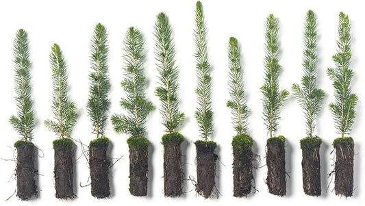 White Spruce Live Tree Seedling Plugs | 6"-12" | Arbor Day Foundation (10-Pack)