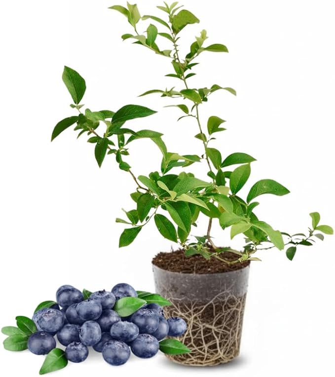 Elliott Blueberry Plant Live for Planting, 4-8 Inch Tall Starter Plant, Hardy Blueberry Bush for Garden or Patio