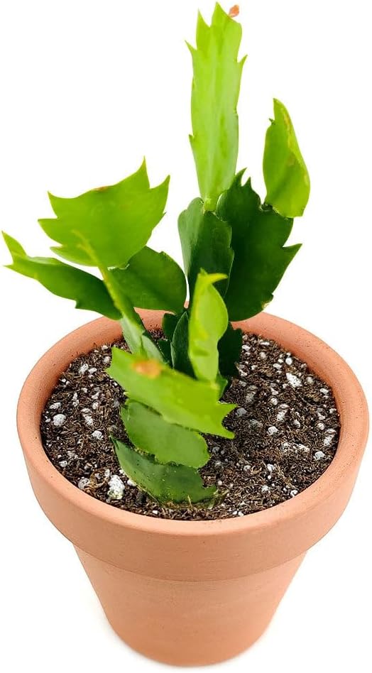 Christmas Cactus Thanksgiving Cactus (2 inch + Clay Pot) - Red/Pink/White Zygocactus - Holiday Decorating with Cacti and Succulents - Christmas Gift Ideas 2025