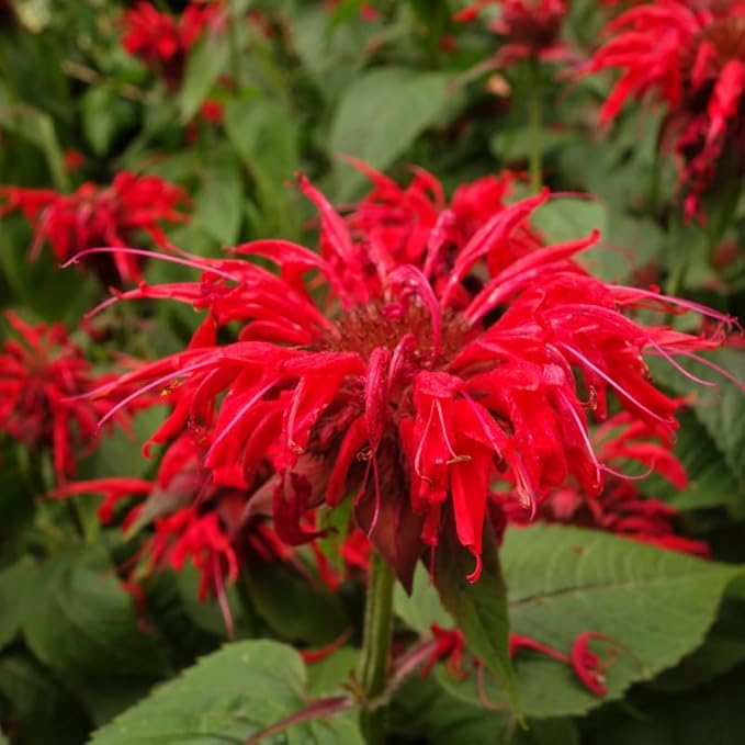 Red Bee Balm Live Plant, Perennial Garden Flower Plant, 3 to 6 Inch Tall Plant