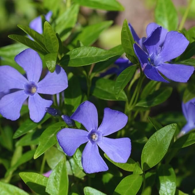 250 Vinca Plants, Vinca Minor Ground Cover Plants Periwinkle Plant Live, 8 to 10 Inc Tall, Vinca Well Rooted for Garden