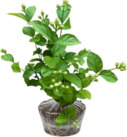 Grand Duke Jasmine Live Plant, Fragrant White Flowers Plant for Growing, 4-7 Inch Tall, No Pot